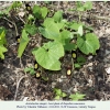 aristolochia steupii hostplant3